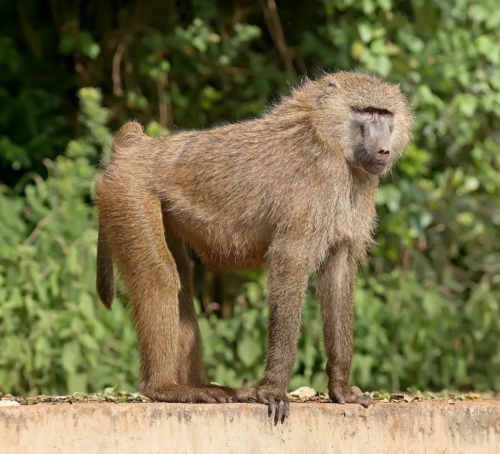 wildlife of Saudi Arabia