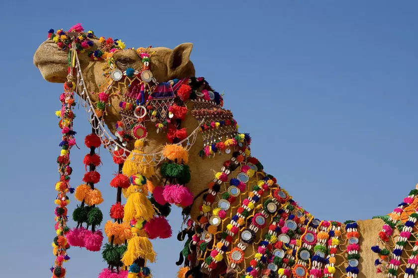 camel Wildlife in Saudi Arabia touran travel agency