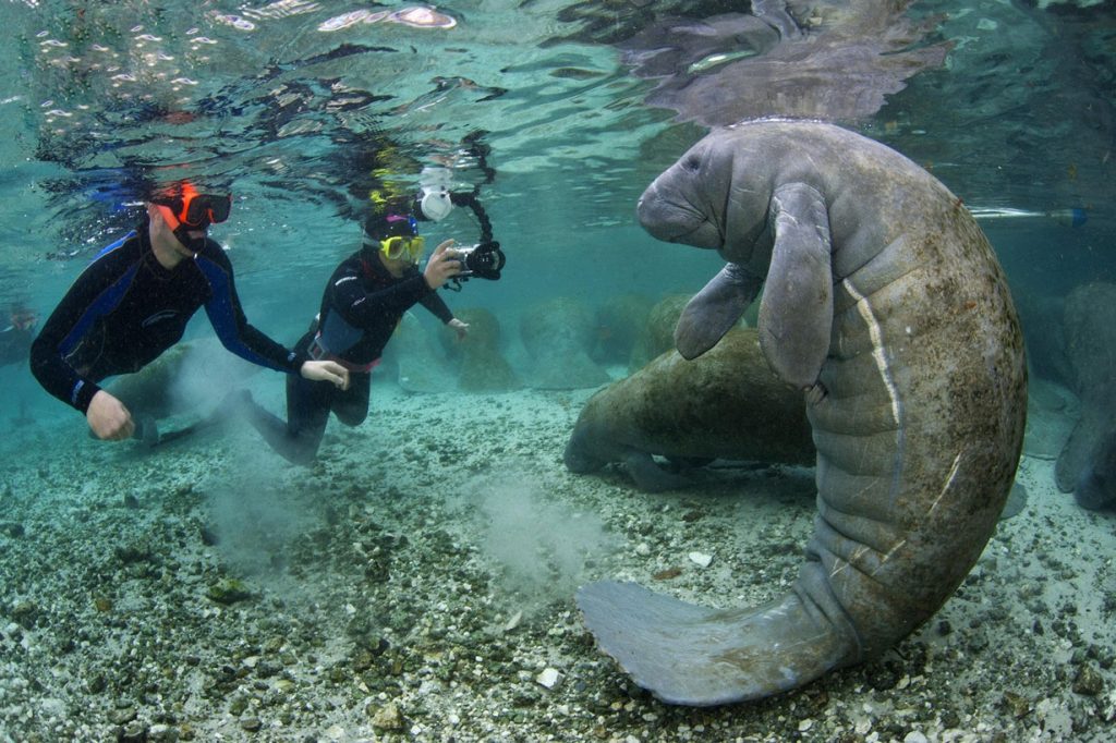 Wildlife in Saudi Arabia