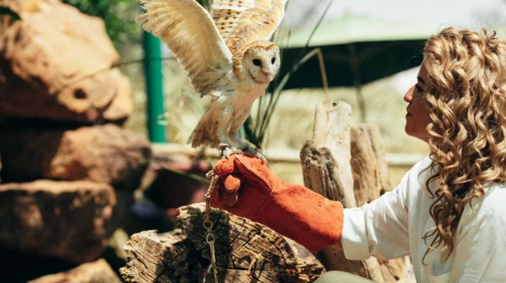 owl Adventurous touristic activity in Saudi Arabia touran travel agency