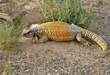 Wildlife in Saudi Arabia