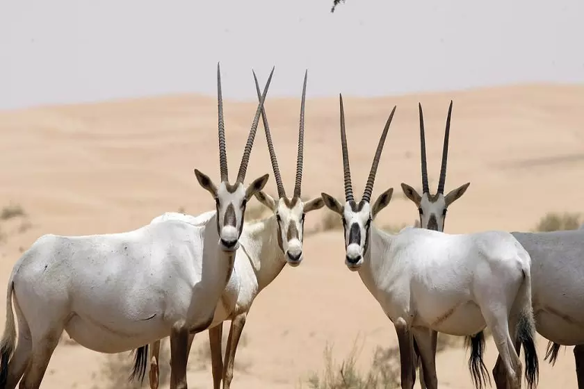 Wildlife in Saudi Arabia